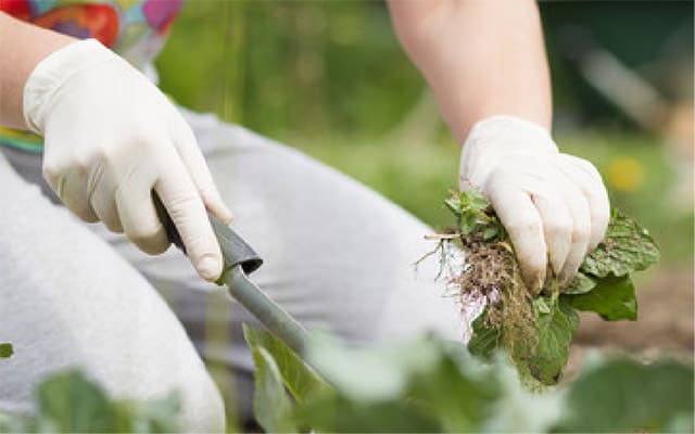 A kneeling gardener with gloves removes weeds from a landscape bed